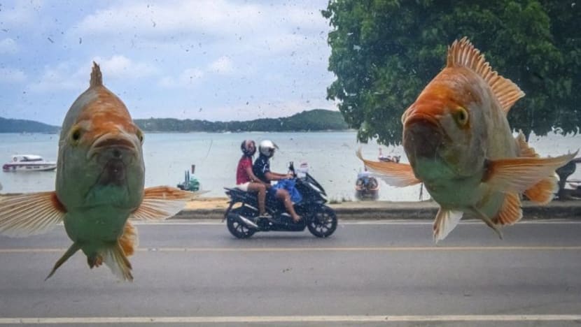 Gambar Pilihan Hari Ini