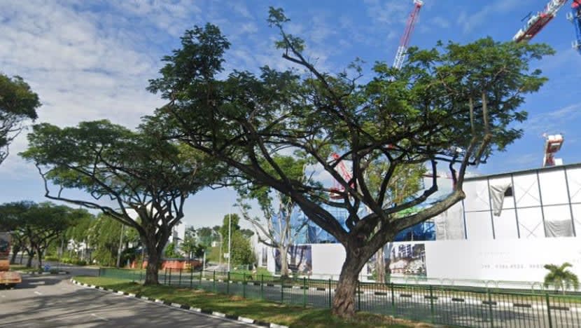 Chc Construction didenda S$13,000; rosakkan 28 pokok di Yio Chu Kang Chc Construction didenda S$13,000; rosakkan 28 pokok di Yio Chu Kang