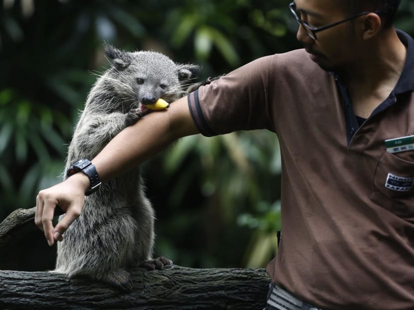 A civet receiving some food at Singapore Zoo. A civet receiving some food at Singapore Zoo.