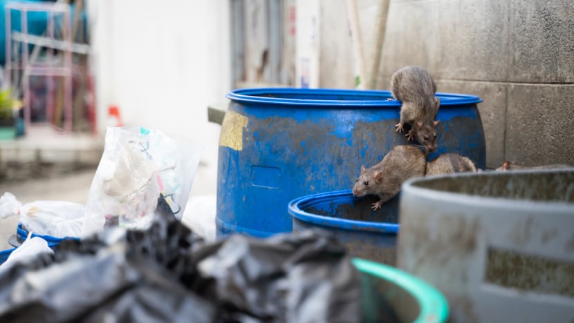 Commentary: Run-ins with rats are inevitable in dense, tropical Singapore Commentary: Run-ins with rats are inevitable in dense, tropical Singapore