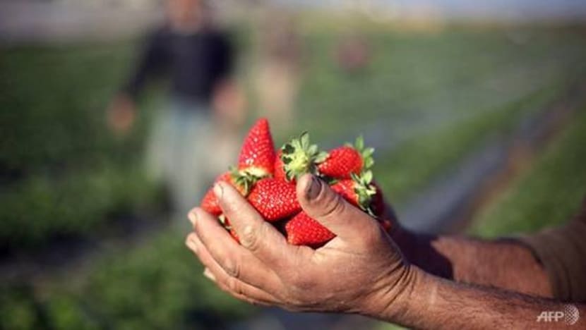 Australia berusaha pulih keyakinan orang ramai terhadap buah strawberi