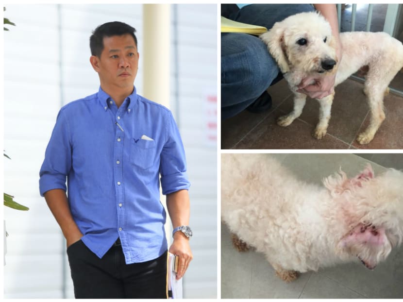 Owner of pet grooming school jailed, fined for abandoning 18 dogs Owner of pet grooming school jailed, fined for abandoning 18 dogs