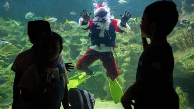 马国水族馆出现圣诞老人 与鱼共舞庆佳节