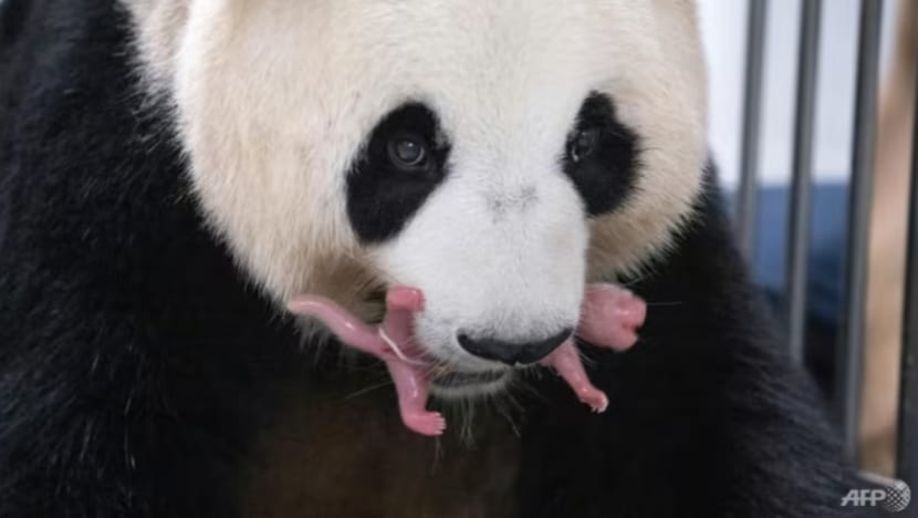  Ini 10 negara untuk anda lihat beruang panda, selain China