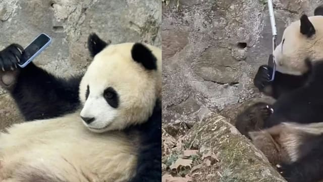 游客手机掉入园区 熊猫拾起紧抱不放