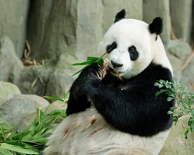 Giant pandas Jia Jia, Kai Kai to extend stay in Singapore until 2027