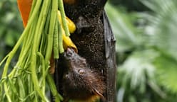 நிப்பா வைரஸ் - எப்படிப் பரவும்?