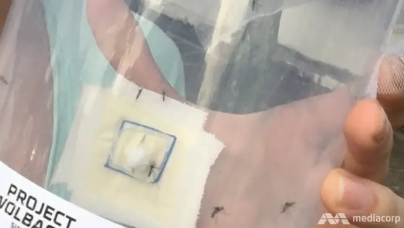Nyamuk Wolbachia dilepaskan di lebih banyak kawasan di Nee Soon, Tampines