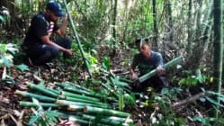 Related article image