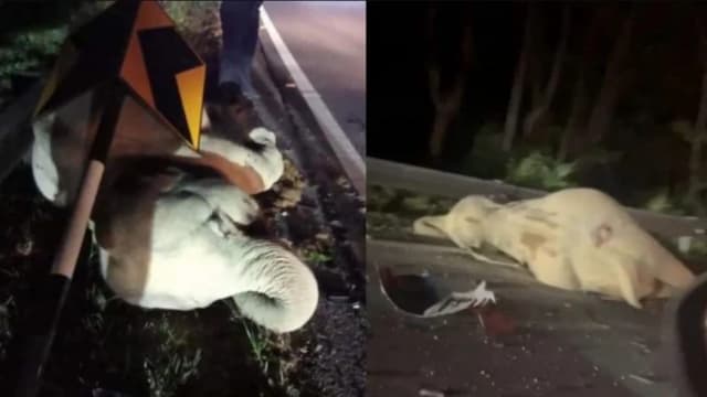 马国小象过马路被轿车撞死！两车遭殃司机乘客受轻伤