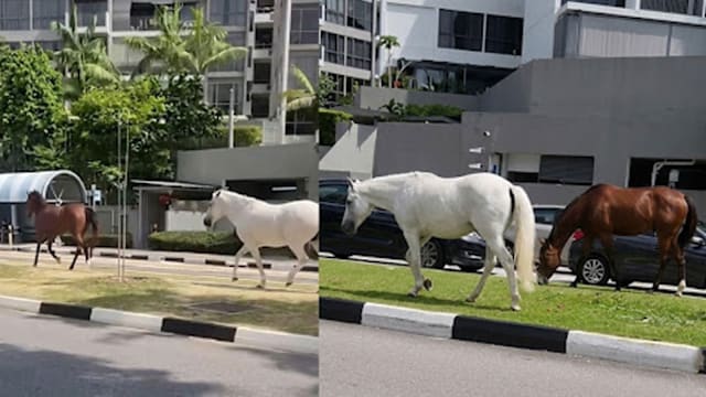 马年第15天，两匹真马“跑路”了！