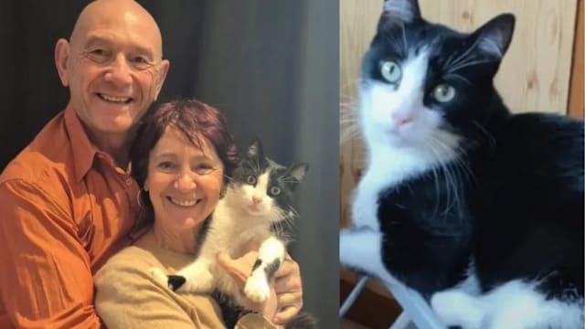 法国家猫西班牙走失 独行250公里5个月后奇迹返家