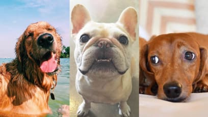 9 Times These Famous Pets Of Instagram Emoted Better Than Humans