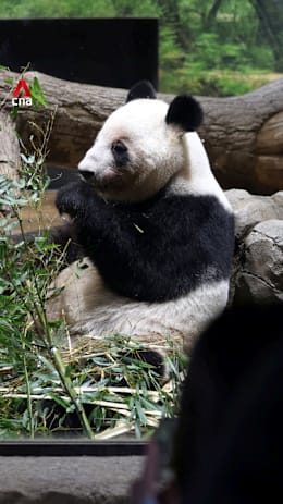 Fans bid farewell to Japan’s last pandas before they return to China