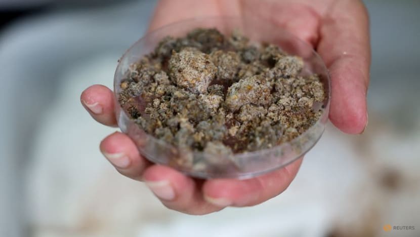 Serbian scientists experiment with mealworms to degrade polystyrene