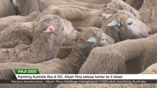 HAJI 2025 | Kambing Australia tiba di SG, Aliyah Rizq selesai hantar ke 4 lokasi|