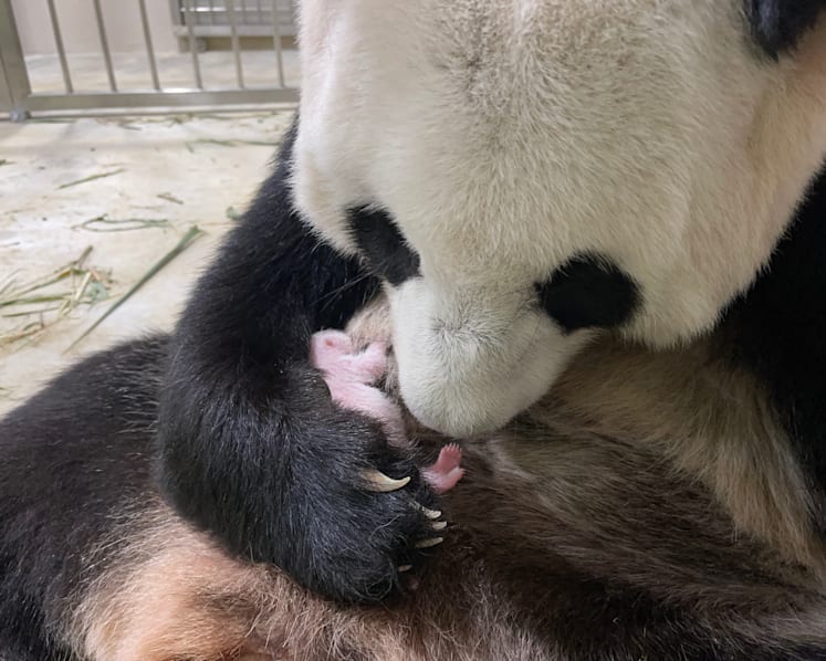 ‘We were worried’: Kai Kai and Jia Jia’s keeper on panda cub birth