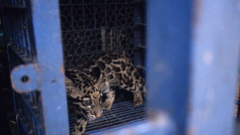 Report on 'jaw dropping' levels of wildlife trafficking in SE Asia urges S’pore to enact harsher penalties