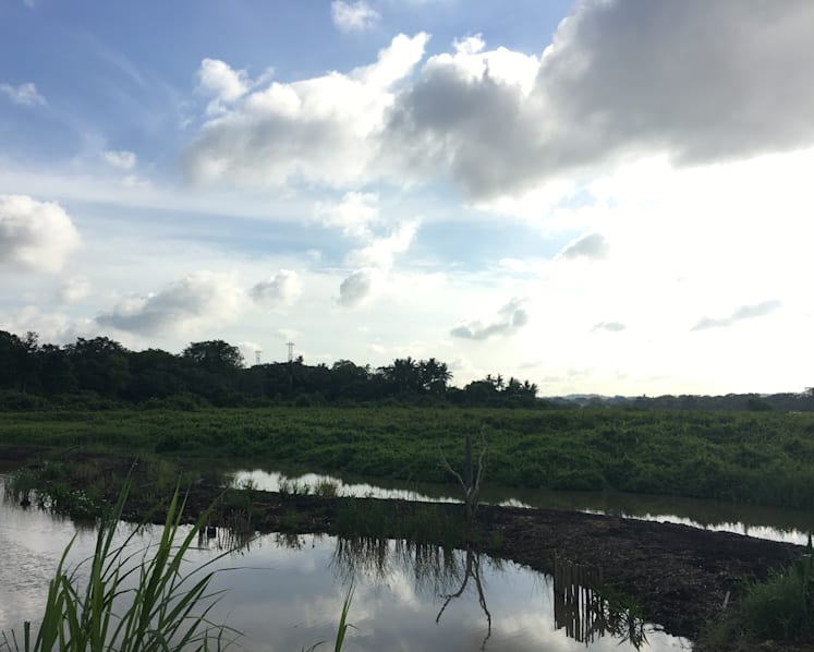 Rich biodiversity on offer as Kranji Marshes open