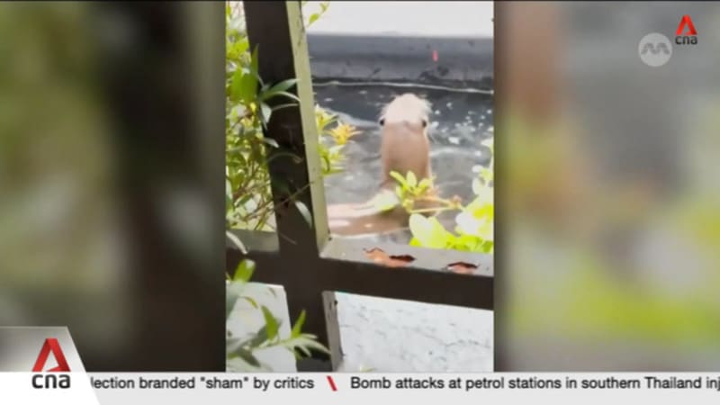 NParks mulls sterilisation to control otter population after rise in home invasions