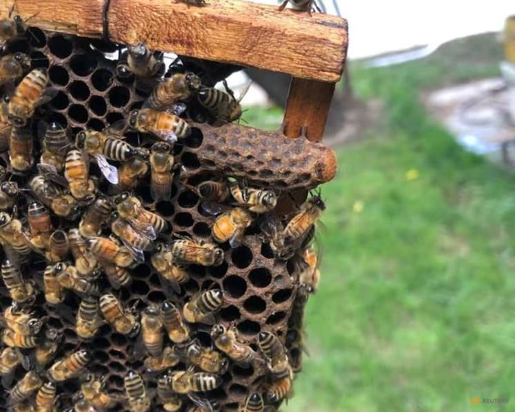 Worker bees build a 'royal palace' for the honeybee queen