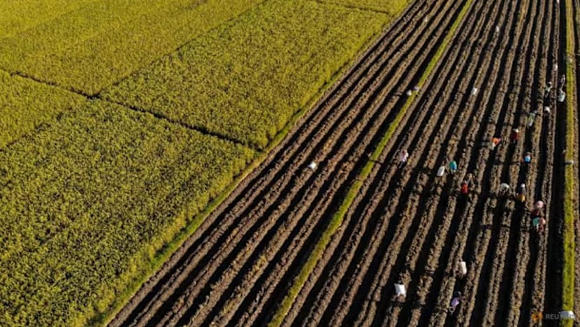 Syarikat ladang Indonesia labur AS$500 juta bagi tingkatkan pengeluaran beras