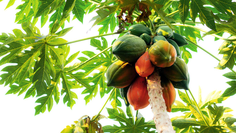 3 weeks’ jail for man who threatened community cat feeder, chopped down papaya tree