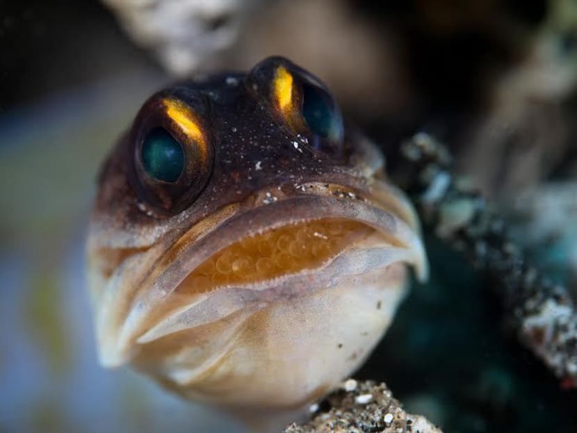 Injured knee doesn’t crush young photographer’s dream