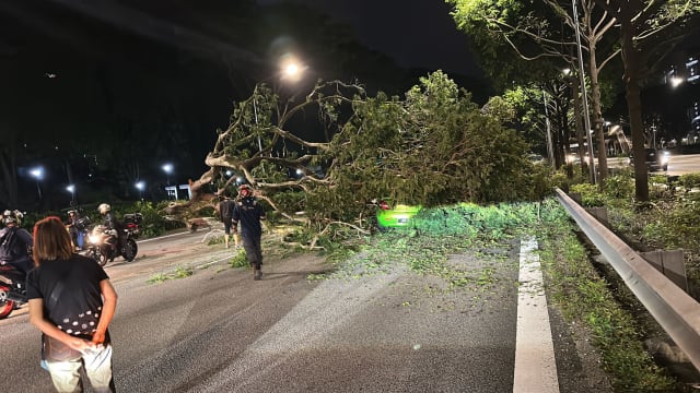 大树倒下横跨四条车道 泛岛快速公路路段今早一度关闭