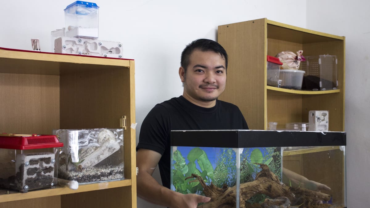 Ants as pets? The hobby is catching on in Singapore - TODAY