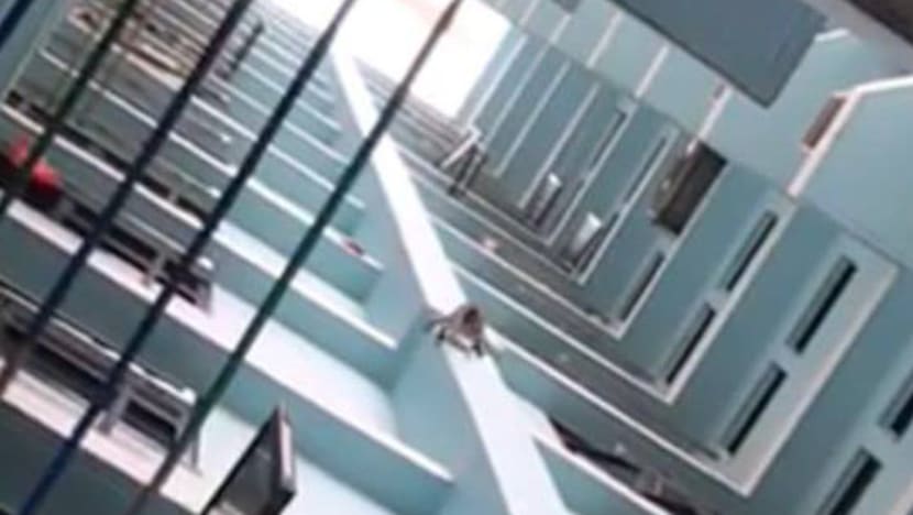 Wild monkey that terrorised Segar Road residents finally caught