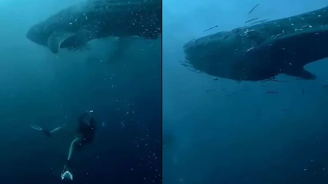 泰龟岛同日现双鲸鲨 潜水员惊喜目睹海洋巨兽