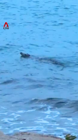 Crocodile previously spotted in Sentosa waters caught and put down: NParks