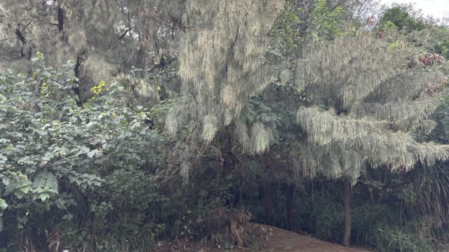 台男疑遭毒贩杀害 弃尸山林遭狗啃食手脚仅剩骨头