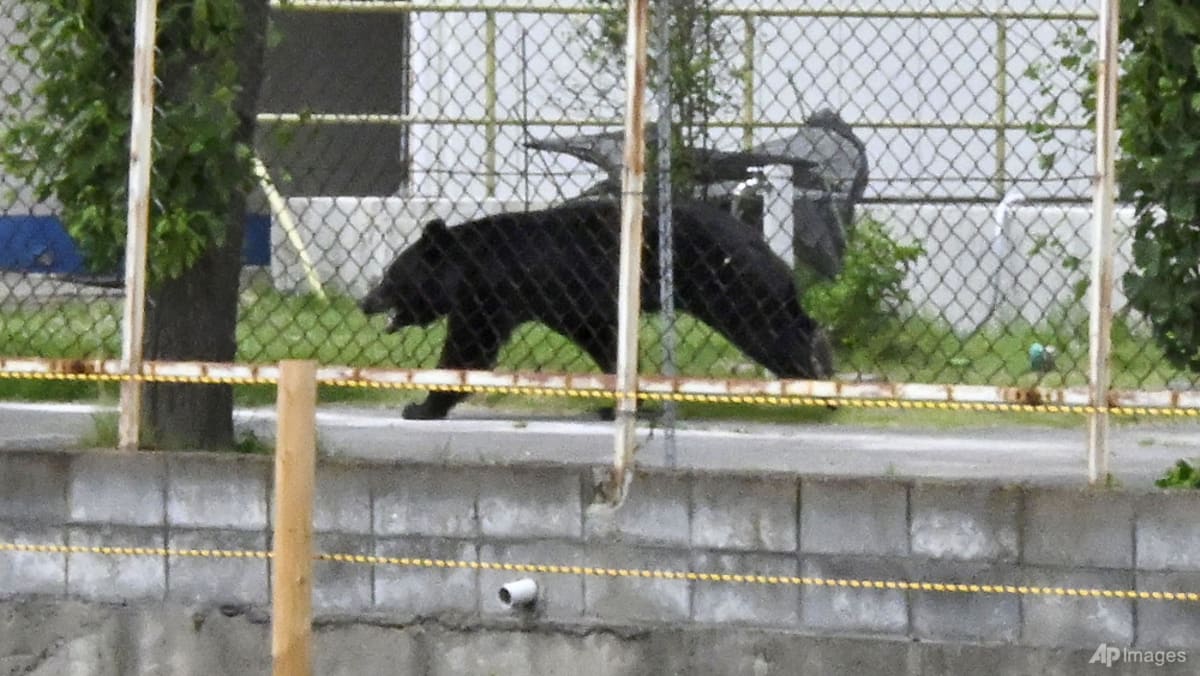 As bear encounters surge, Japan looks beyond culling - CNA