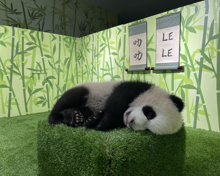 First giant panda cub born in Singapore named Le Le after public vote