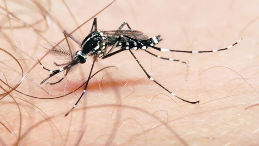 Duke-NUS study shows promise for development of dengue vaccine