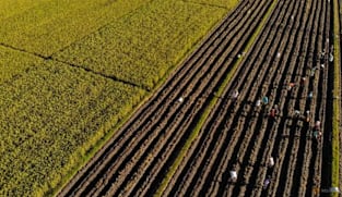 Syarikat ladang Indonesia labur AS$500 juta bagi tingkatkan pengeluaran beras