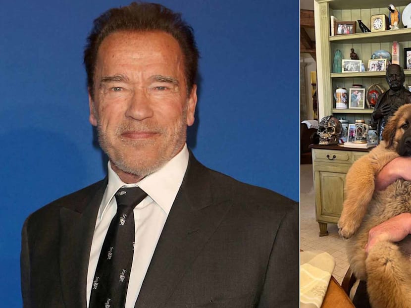 Arnold Schwarzenegger Reveals New Pet Puppy Schnitzel: "She Is Such A Sweet Little Meatball"