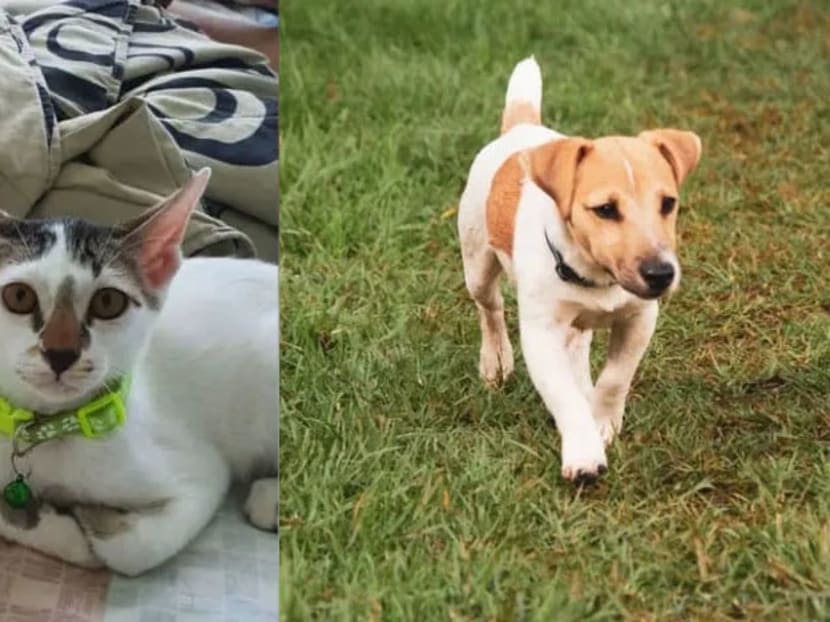Commentary: Having a pet is not all sunshine and rainbows, it’s hard work Commentary: Having a pet is not all sunshine and rainbows, it’s hard work