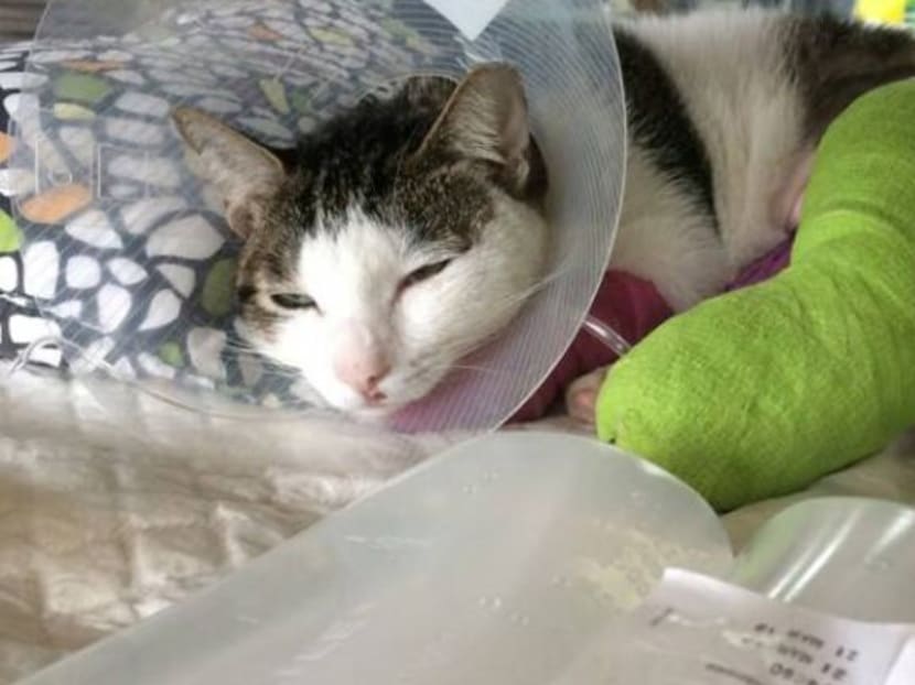 A cat named Oli was found with fractured legs at Blk 170 in Yishun. Photo: Yishun 326 Tabby cat Facebook page A cat named Oli was found with fractured legs at Blk 170 in Yishun. Photo: Yishun 326 Tabby cat Facebook page