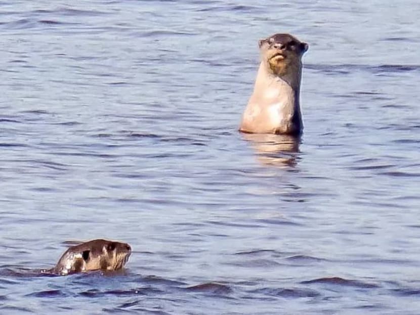 A pictured shared by Malaysia Airports via its official Twitter account of the otters that were purportedly spotted near KLIA in Sepang recently.