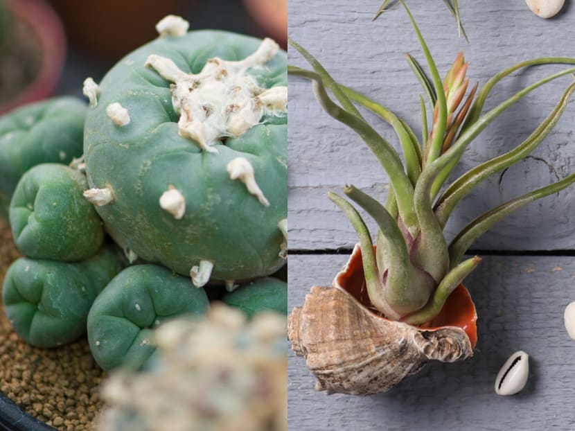 Air plants, cacti, herbs and more: How not to kill your plants at home if you're not an expert