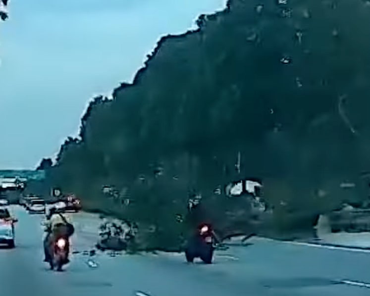 Tree falls along SLE near Woodlands, 1 person taken to hospital