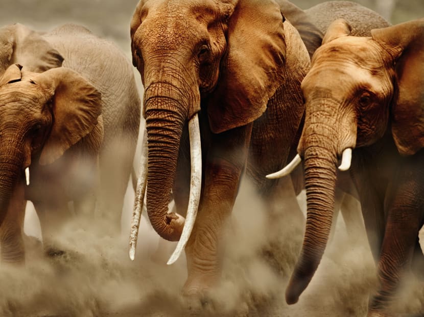 ‘Do more to intercept illegal ivory shipments’