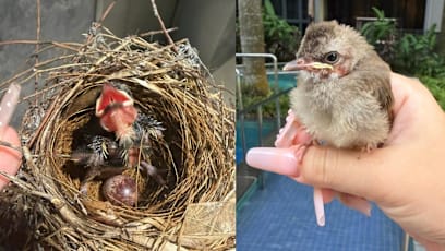She Rescued This Tiny Bird & Nursed Back To Health; And It Hasn't Forgotten Her Kindness  