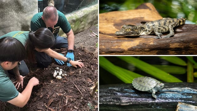 新加坡动物园迎19只新生爬虫 首次孵化菲律宾鳄和彩绘巴西龟