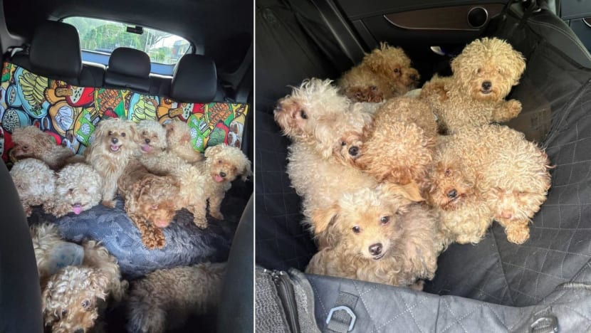 Woman charged with keeping 79 dogs in a landed home, exceeding limit of 3