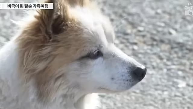 不知主人永远不再回来 遇难乘客爱犬街头痴等让人心酸