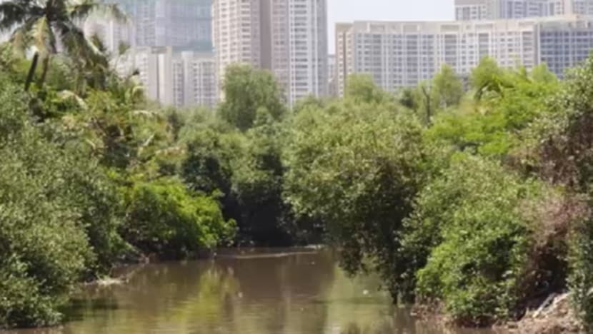 Mumbai's Mangroves Threatened by Major Infrastructure Projects